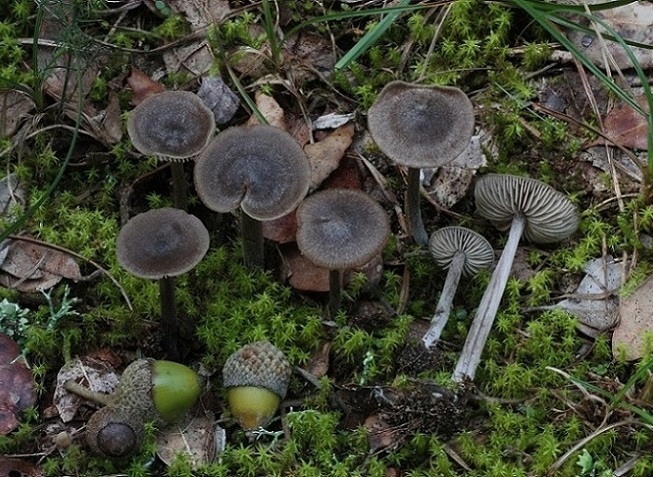 Entoloma sp.